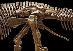 Bekken van Edmontosaurus (met ornithische structuur - links, staart naar rechts) Oxford University Museum of Natural History  
