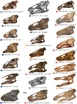 Crânios de Edmontossauro: uma coleção de quase todos os espécimes conhecidos