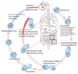 Il ciclo di vita dell'istolitica Entamoeba