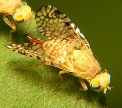 Een volwassen vrouwelijke fruitvlieg, familie Tephritidae  