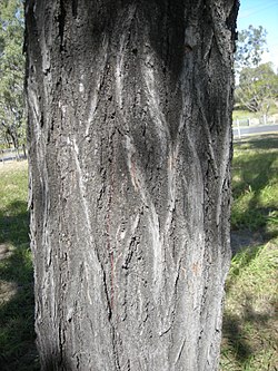 E. crebra som visar de djupa rännorna i barken.  