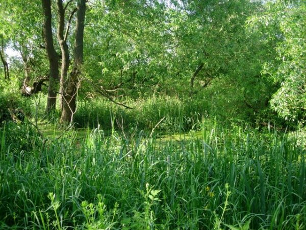 Malá vlhká zarostlá lokalita v Suffolku, možná podobná původnímu rašeliništi.