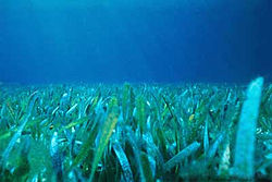 Een zeegrasbed in Florida Bay