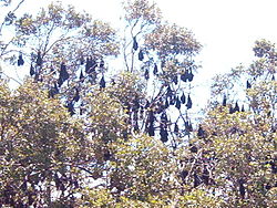 Australiassa sijaitsevalla Ketunsaarella uskotaan olevan mantereen suurin lentävien kettujen yhdyskunta.