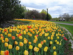Há muitas tulipas em Ottawa em maio.