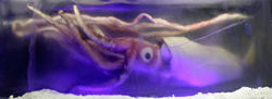 L'esemplare di calamaro gigante conservato in un blocco di ghiaccio al Melbourne Aquarium