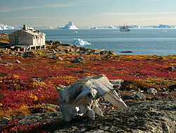 Tundra på Grönland