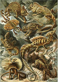 "Lacertilia", de Ernst Haeckel's Kunstformen der Natur, 1904