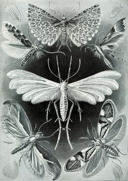 Alcuni tipici microlepidotteri. Una falena alucitide millepiumate è mostrata in alto al centro; una falena pteroforide bianca Plume al centro