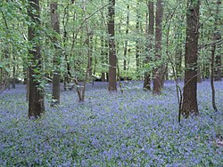 Kéknyelű erdő, Hallerbos, Belgium