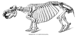 Desenul unui schelet de hipopotam