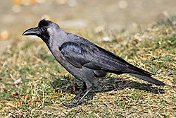 Vrána domácí neboli Corvus splendens