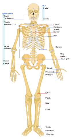 Egy emberi női csontváz ábrája