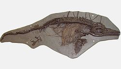 Espécime fóssil de I. breviceps