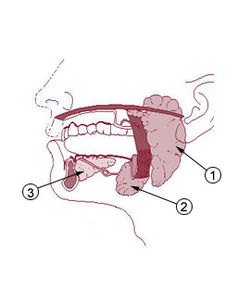 #1号是腮腺；2号是下颌下腺；3号是舌下腺。