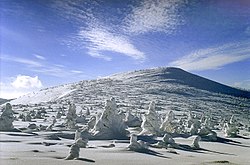 Hårde klimatiske vinterforhold ved alpe-trægrænsen forårsager hæmmet vækst af krummholz. Karkonosze, Polen.  