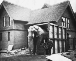 Scotty haalt Jumbo over om door de box te lopen buiten het Elephant House van de London Zoo  