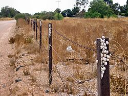Apresentou os caracóis Theba pisana em um festival em uma fileira de postes de cerca em Kadina, Austrália do Sul