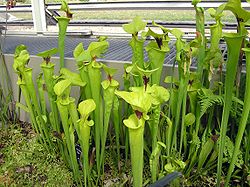 Amerikoje augančios Sarracenia (Sarracenia) augalai iš šaknų išaugina ąsočius.