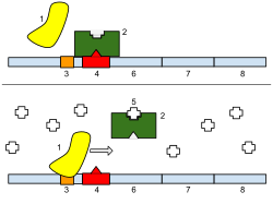 1: RNA-polymeraasi, 2: repressori, 3: promoottori, 4: operaattori, 5: laktoosi, 6: lacZ, 7: lacY, 8: lacA . Ylhäällä: Geeni on sammutettu. Laktoosia ei ole estämässä repressoria, joten repressori sitoutuu operaattoriin. Tämä estää RNA-polymeraasia sitoutumasta promoottoriin ja valmistamasta laktaasia. Alhaalla: Geeni on kytketty päälle. Laktoosi estää repressoria. Tämä sallii RNA-polymeraasin sitoutua promoottoriin ja ilmentää geenejä. Geenit syntetisoivat nyt laktaasia. Lopulta laktaasi pilkkoo kaiken laktoosin, kunnes sitä ei enää ole jäljellä, jotta se voisi sitoutua repressoriin. Tämän jälkeen repressori sitoutuu operaattoriin ja lopettaa laktaasin valmistuksen.  
