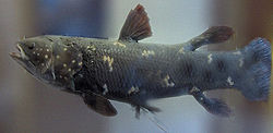 Coelacantha Latimeria chalumnae.