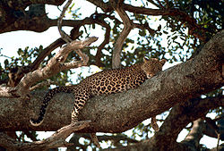 Een luipaard in een boom