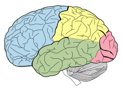Мозъчни дялове (мозъчна кора): челните дялове в синьо