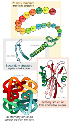 Structure des protéines , de la structure primaire à la structure quaternaire.