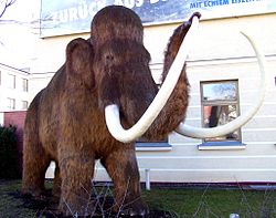 Een model van een mammoet - een harige olifant die in het bevroren noorden leefde. De laatste mammoet stierf zo'n 4.500 jaar geleden.