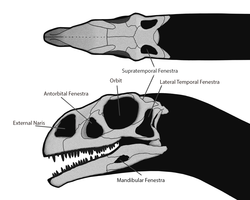 Šioje Massospondylus kaukolėje matomos dvi diapsidams būdingos temporalinės fenestros ir prieš akis esanti antorbitinė fenestra.