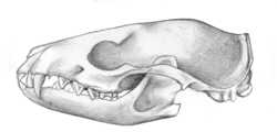 Реконструированный череп Miacis