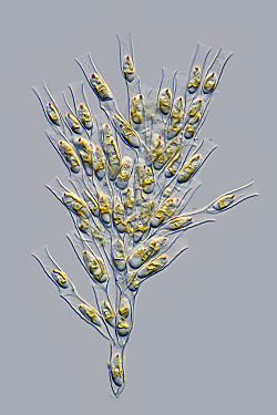 金色の藻：Dinobryon divergens 樹木の ような無節操な形で、カップ状のカバーに細胞がある。