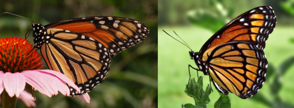 Dwa gatunki motyli wykazujące ten sam wzór ostrzegawczy: monarcha (po lewej) i wicekról (po prawej). Motyl Monarchy smakuje obrzydliwie i jest toksyczny, podczas gdy wicekról nie smakuje obrzydliwie i jest nietoksyczny. Jest to przykład bateskiego mimikry. Ptak próbujący monarchy będzie wtedy unikał wicekróla.