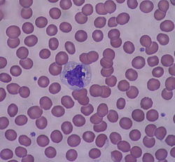 Monócito sob um microscópio leve (40x) a partir de um esfregaço de sangue periférico cercado de glóbulos vermelhos.