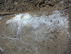Mycelium van een schimmel
