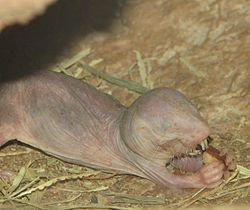 Una rata topo desnuda comiendo.