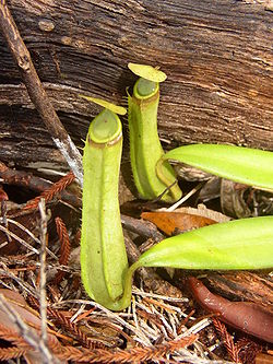 亚洲的投手植物--尼芬特（Nepenthes），从叶子的末端长出投手。
