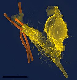 Een foto met een rasterelektronenmicroscoop van een enkele neutrofiel (in het geel), die enkele anthraxbacteriën (in het oranje) opslokt.
