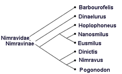 Cladogramme de Nimravidae