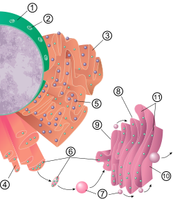 1 Kodols 2 Kodola poras 3 Rupjais endoplazmas retikuls (RER) 4 Gludais endoplazmas retikuls (SER) 5 Ribosomas raupjajā ER 6 Transportējamās olbaltumvielas 7 Transporta vezikulas 8 Golgi aparāts 9 Golgi aparāta cis seja 10 Golgi aparāta trans seja 11 Golgi aparāta cisternas