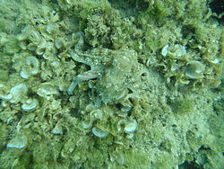 Octopus in camouflage