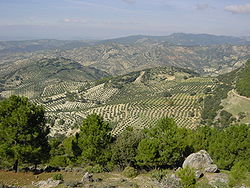 Alberi di ulivo a Jaén, Andalusia.