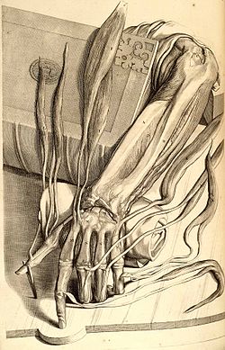 Gerard de Lairesse: Anatomical drawing of a left hand with tendons. From Govard Bidloo: Anatomy of the Human Body, Jacob van Poolsum, Utrecht, 1728 (reprint of the 1690 edition).
