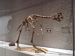 Oviraptor philoceratops : huomaa hyvin johdettu kallon muoto.