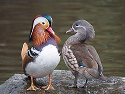 Ein Paar Mandarinenenten. Ein gutes Beispiel für eine allgemeine Regel: Männliche Vögel sind die auffälligen, weibliche sind die schäbigen