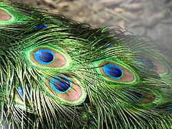 As cores iridescentes brilhantes das penas masculinas do rabo do pavão são criadas pela coloração estrutural, como primeiro notado por Isaac Newton e Robert Hooke.