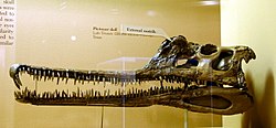 Kranium från en fytosaurie