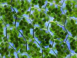 Chloroplasten zichtbaar in de cellen van Plagiomnium affineren