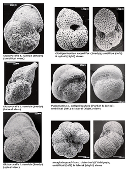 Een groep van foramtesten uit het Plioceen.