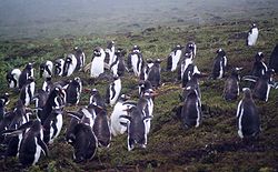 Gentoo-kolonia Carcass-saarella Falklandinsaarilla.